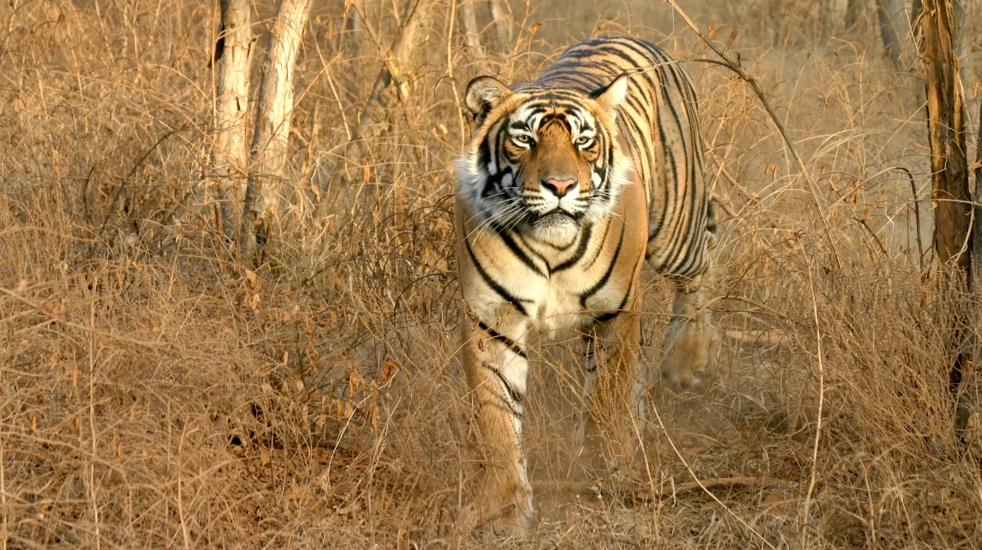 The Grand Tiger Corridor